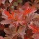 Physocarpus 'Center Glow' #2