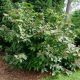 Calycanthus f 'Simply Scent #3