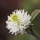 Fothergilla g. 'Blue Mist' #2