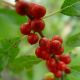 Ilex v. 'Winter Red' #2