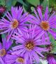 Aster nov-ang 'Purple Dome' #2