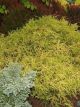 Chamaecyparis 'F Aurea' #5