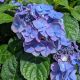 Hydrangea m. ES Pop Star#2