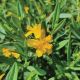 Hypericum k 'Cobalt-N-Gold' #2