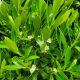 Ilex g 'Shamrock' #10