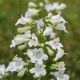 Penstemon digitalis #2