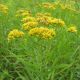 Solidago Graminifolia #2