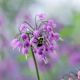 Allium Cernuum #2