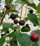 Aronia 'Snowfire' #3