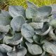 Hosta 'Big Daddy''