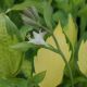 Hosta 'Paul's Glory'