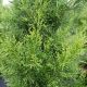 Juniperus v `Brodie' #15