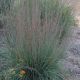 Schizachyrium 'Blue Heaven' #2
