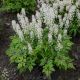 Tiarella ‘Cutting Edge’
