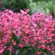 Penstemon 'Pink Pearls'