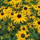 Rudbeckia f 'Goldblitz' 1QT