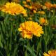 Coreopsis g 'Early Sunrise' #2