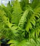 Dryopteris Marginalis #2