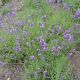 Lavandula a. 'Munstead'