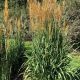 Sorghastrum n.'Golden Sunset'