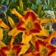 Hemerocallis 'Tiger Swirl' 8