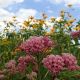 Asclepias incarnata 1 QT