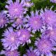 Stokesia l. Totally Stoked ‘Ri