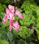 Dicentra 'Pink Diamonds’