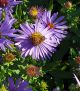 Aster o. 'Twilight Sky'