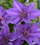 Clematis 'Edda' 8