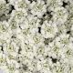 Iberis s 'White Shadow'