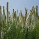 Liatris s 'Alba'
