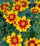 Coreopsis Li'l Bang 'Daybreak'