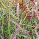 Panicum v 'Ruby Ribbons'