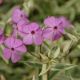 Phlox g. 'Triple Play' 1QT