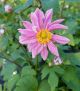 Anemone Fantasy Pocahontas'