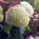 Hydrangea a.'Incrediball' #3