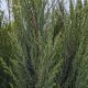Juniperus v `Blue Arrow' #3