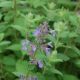 Nepeta m 'Blue Wonder' #2