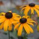 Rudbeckia f.v fulgida #2