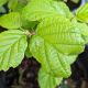 Hamamelis virginiana #7