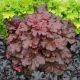 Heuchera p 'Mahogany Monster'