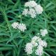 Asclepias incarnata 'Ice Balle