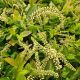 Itea v 'Fountains of Rouge' #2