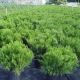 Juniperus h 'P.C. Youngsto' #2