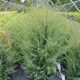 Juniperus com Gnom #3