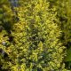 Juniperus c 'Gold Cone' #2