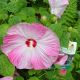 Hibiscus Moscheutos