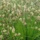 Carex pennsylvanica 1qt