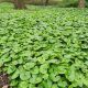 Asarum canadense 3